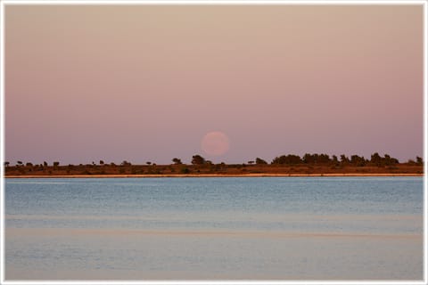 Gråhäger Gotland
