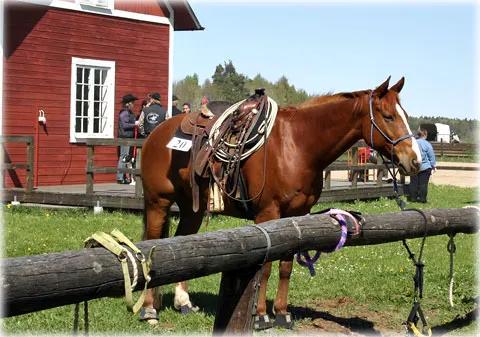 Gotland - hästarnas land, foto Bernt Enderborg