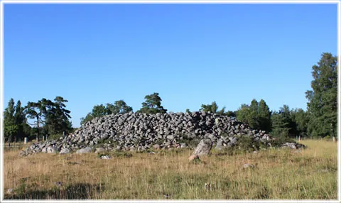 Snoder stenröse, foto Bernt Enderborg