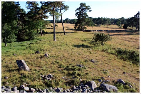Stenröset vid Snoder i Sproge