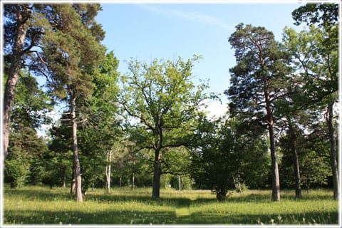 Sudergårda änge
