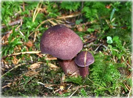 Lansering av Varumärket Gotland , foto Bernt Enderborg