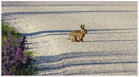 En rabbis