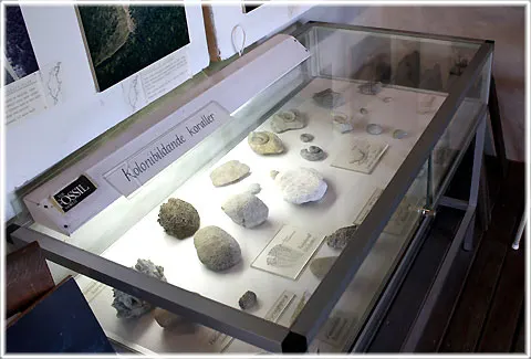 Fossilmuseum, foto Bernt Enderborg