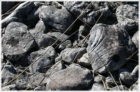 Fossilernas ö, foto Bernt Enderborg