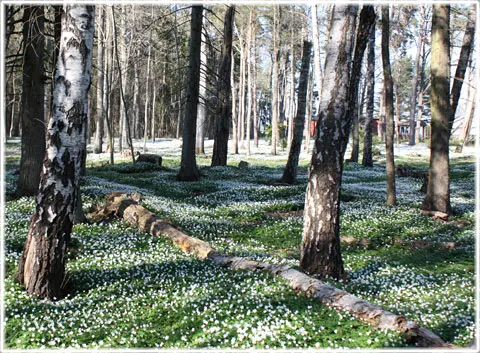 Vitsippa, foto Bernt Enderborg