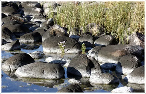 Strandaster, foto Bernt Enderborg
