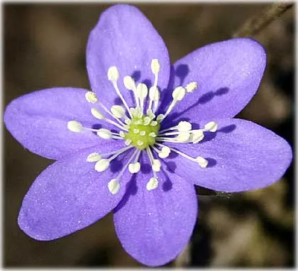 Det är bara nu som finns , foto Bernt Enderborg