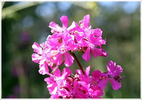 Tjärblomster, foto Bernt Enderborg