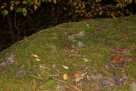 Älvkvarnar i Lokrume