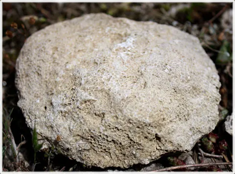 Fossil på Gotland, foto Bernt Enderborg