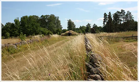 Gervide, Sojvide, foto Bernt Enderborg