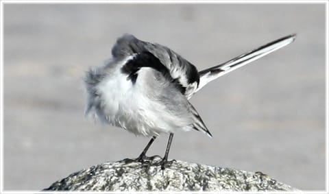 Sädesärla