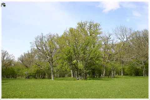 Hammarsänget, foto Bernt Enderborg