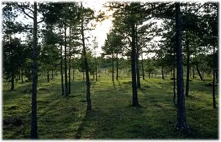 Hässleänget