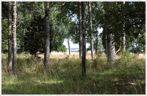 Snäckänget i Norrland