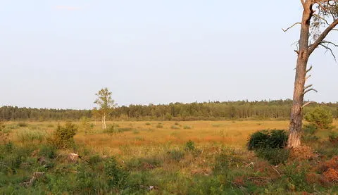Killingmyr, nyanlagd våtmark, foto Bernt Enderborg
