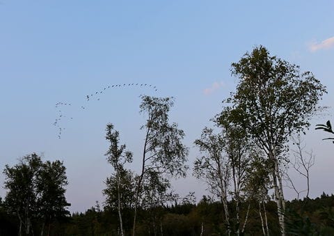 Killingmyr, våtmark, Hejnum