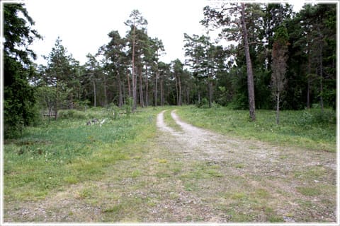 Herrgårdsklint