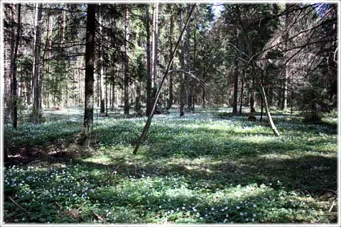 25. Om skogstvister, foto Bernt Enderborg