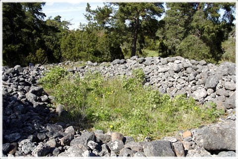 Stenröse, Strandridare Ahlboms väg