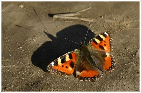 Nässelfjäril, foto Bernt Enderborg