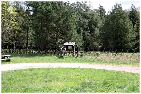 Bosarve naturskog, foto Bernt Enderborg