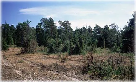 File hajdar , foto Björn Pettersson