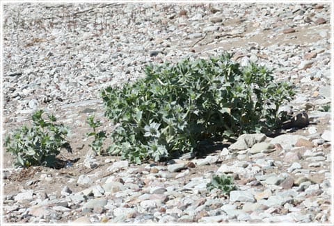 Martorn - Eryngium maritimum, foto Bernt Enderborg