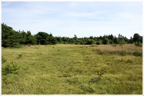 Krakvät och Sävvät, foto Bernt Enderborg