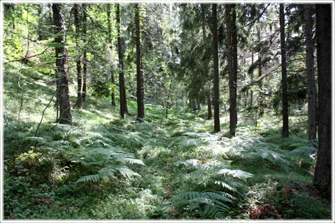 Mulde naturreservat, foto Bernt Enderborg