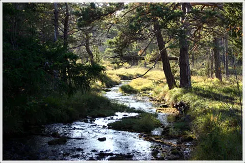 Vitärtskällan, foto Bernt Enderborg