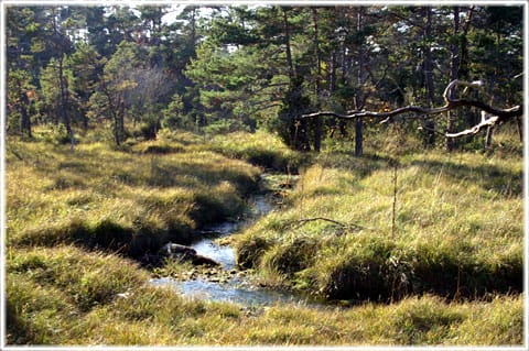 Vitärtskällan