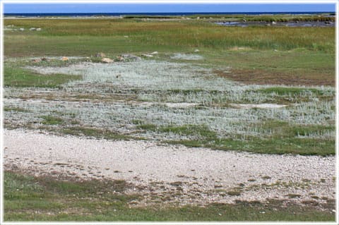 Ålarve naturreservar