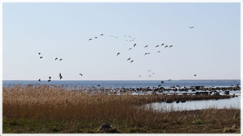 Ålarve naturreservar