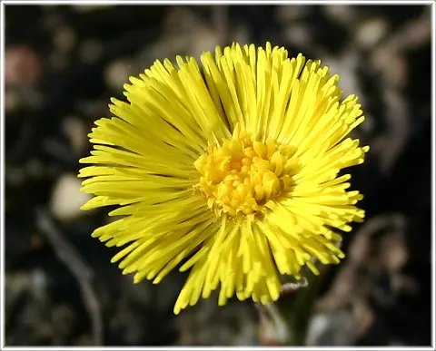 Tussilago, hästhov, hästhovsört, foto Bernt Enderborg