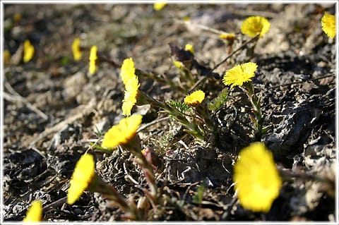 Tussilago