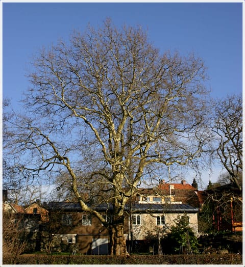 Platanen i Botaniska trädgården i Visby
