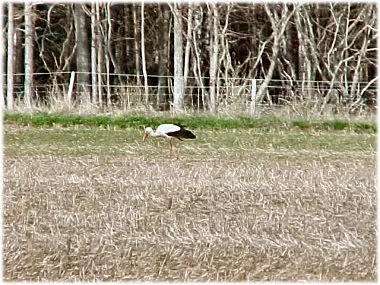 En vit stork , foto Bernt Enderborg