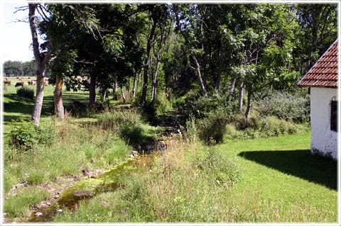 Hejde vattensåg