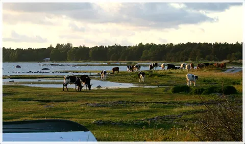 Andetappare, foto Bernt Enderborg