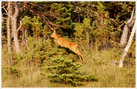 Rådjur på Gotland