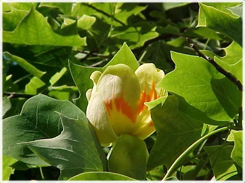 De blommande trädens glada tankar, foto Bernt Enderborg
