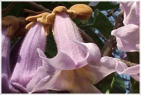 Blomma från kejsarträdet i Botaniska trädgården i Visby