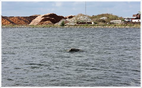 Barlastkajen i Klintehamn, Balan