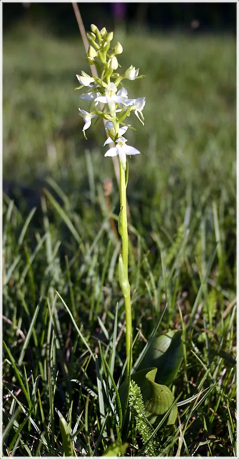 Nattviol, foto Bernt Enderborg