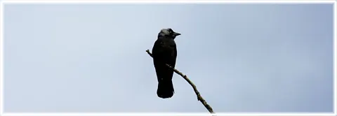 Om guteinfo.com, foto Bernt Enderborg