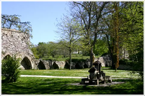 Lübeckerbräschen, foto Bernt Enderborg