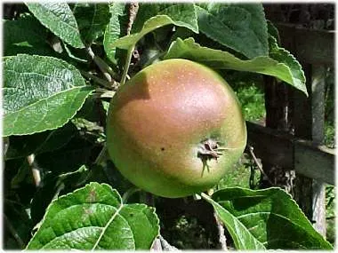 Godaste äpple - Gotland smakar gott , foto Bernt Enderborg