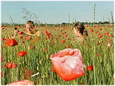 Odlas blomster på Gotland , foto Daniel Behr